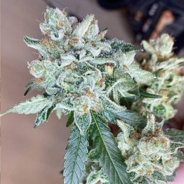 Nasiona marihuany automatyczne Auto Lemon - odmiana konopi