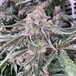 Nasiona marihuany automatyczne Auto Alaskan Purple - odmiana konopi