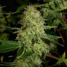 Nasiona marihuany automaty White Widow Original Auto - opis odmiany konopi