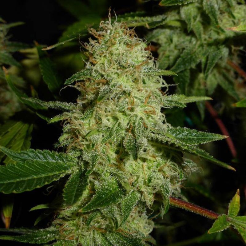 Nasiona marihuany automaty White Widow Original Auto - opis odmiany konopi