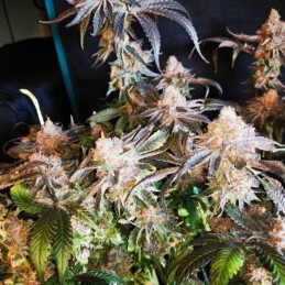 Nasiona marihuany White Widow Original - opis odmiany konopi