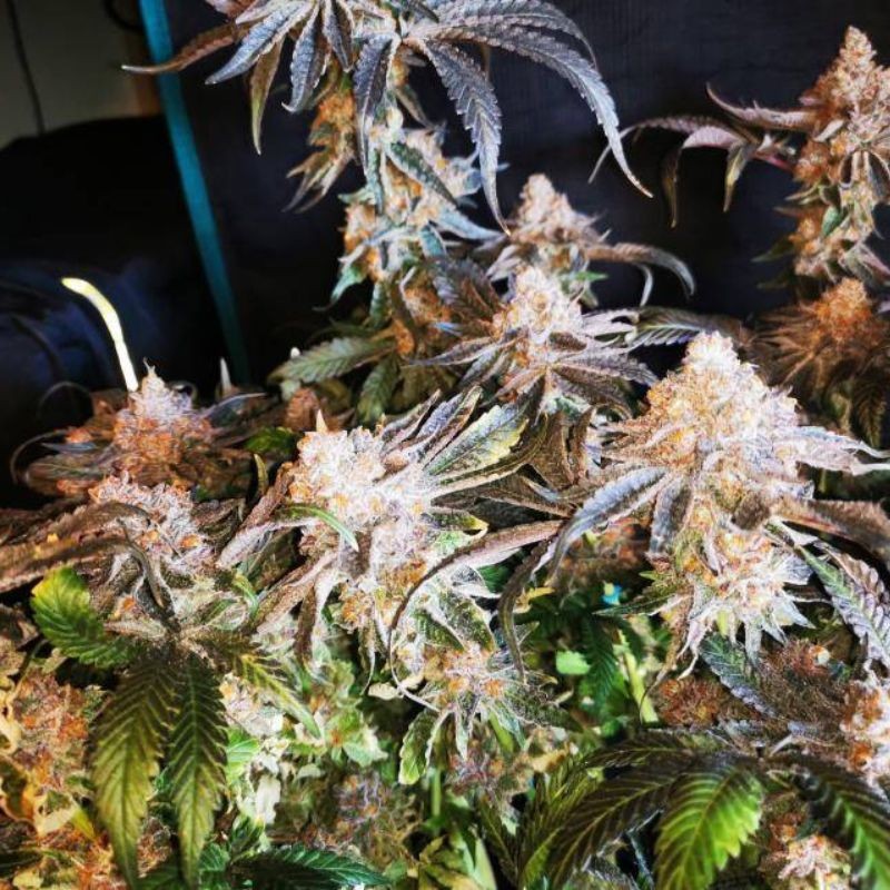 Nasiona marihuany White Widow Original - opis odmiany konopi