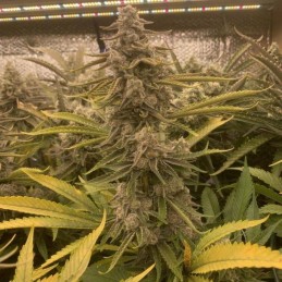 Nasiona marihuany automaty White Cheese Auto - opis odmiany konopi