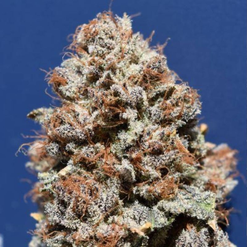 Nasiona marihuany Ultimate AK - opis odmiany konopi