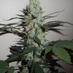 Nasiona marihuany AK Full Auto - odmiana konopi
