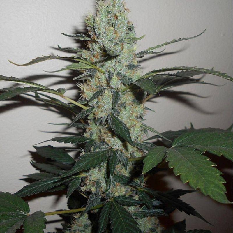 Nasiona marihuany AK Full Auto - odmiana konopi