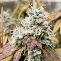 Nasiona marihuany Thunderstruck - opis odmiany konopi