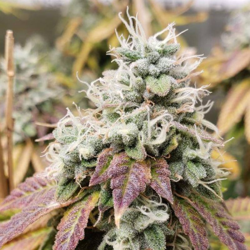 Nasiona marihuany Thunderstruck - opis odmiany konopi