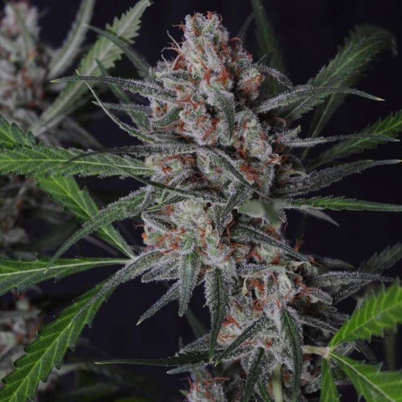 Nasiona marihuany Sweet Harlem Diesel - opis odmiany konopi