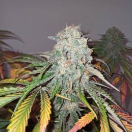 Nasiona marihuany Amnesia Ganja Haze - odmiana konopi