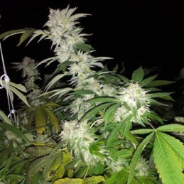 Nasiona marihuany automatyczne Sumos OG Kush Auto - opis odmiany konopi
