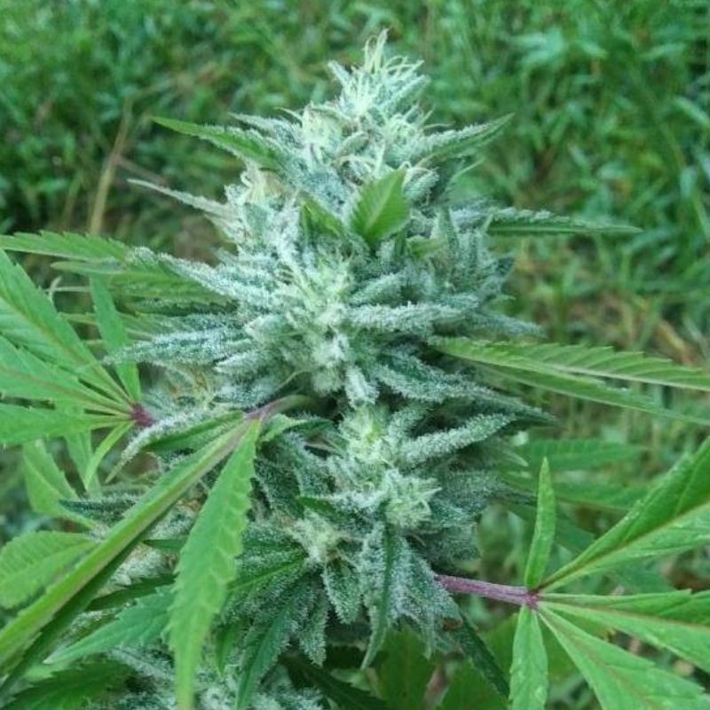 Nasiona marihuany Sumos OG Kush - opis odmiany konopi