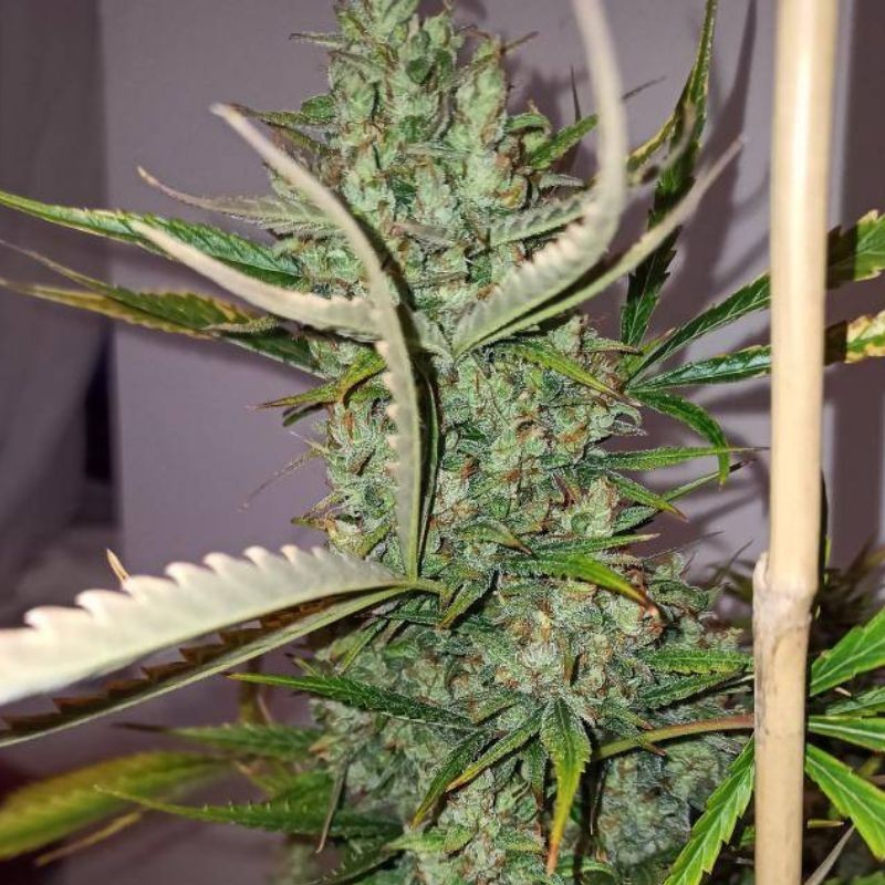 Nasiona marihuany Sumos Big Bud - opis odmiany konopi