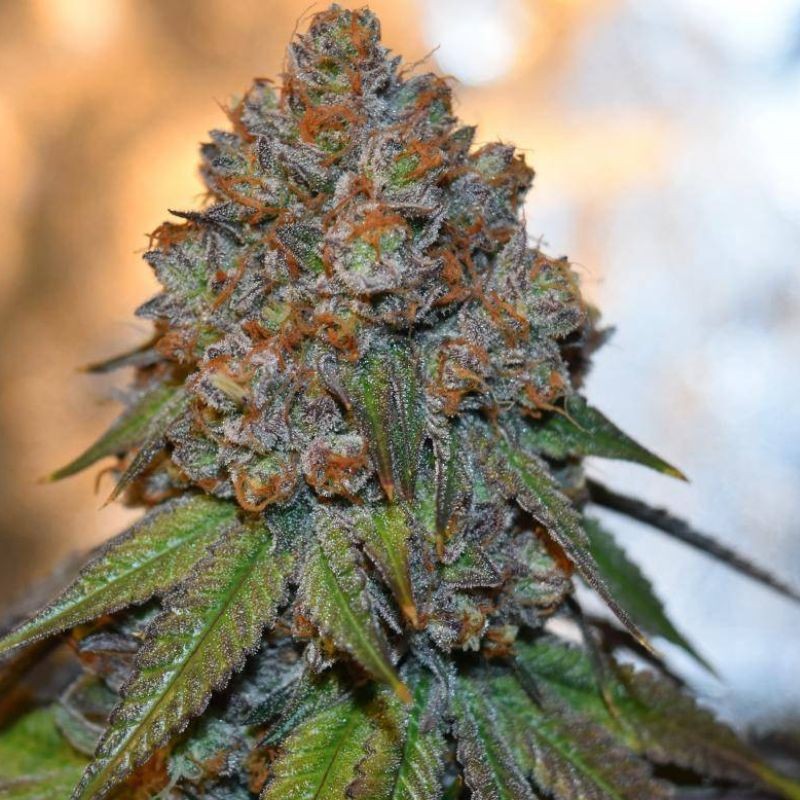 Nasiona marihuany Silver Buddha Haze - opis odmiany konopi