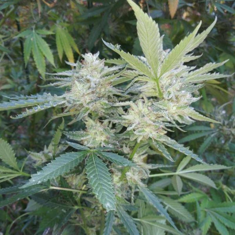 Nasiona marihuany Green Mango Kush - odmiana konopi