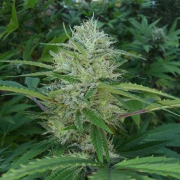 Nasiona marihuany Cinderella's - odmiana konopi