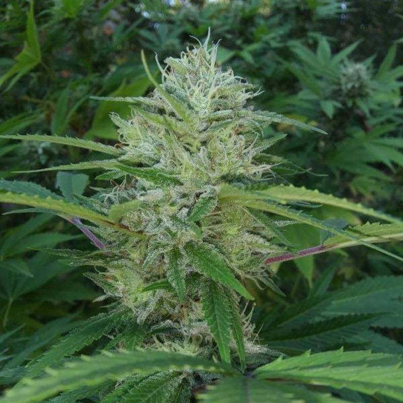 Nasiona marihuany Cinderella's - odmiana konopi