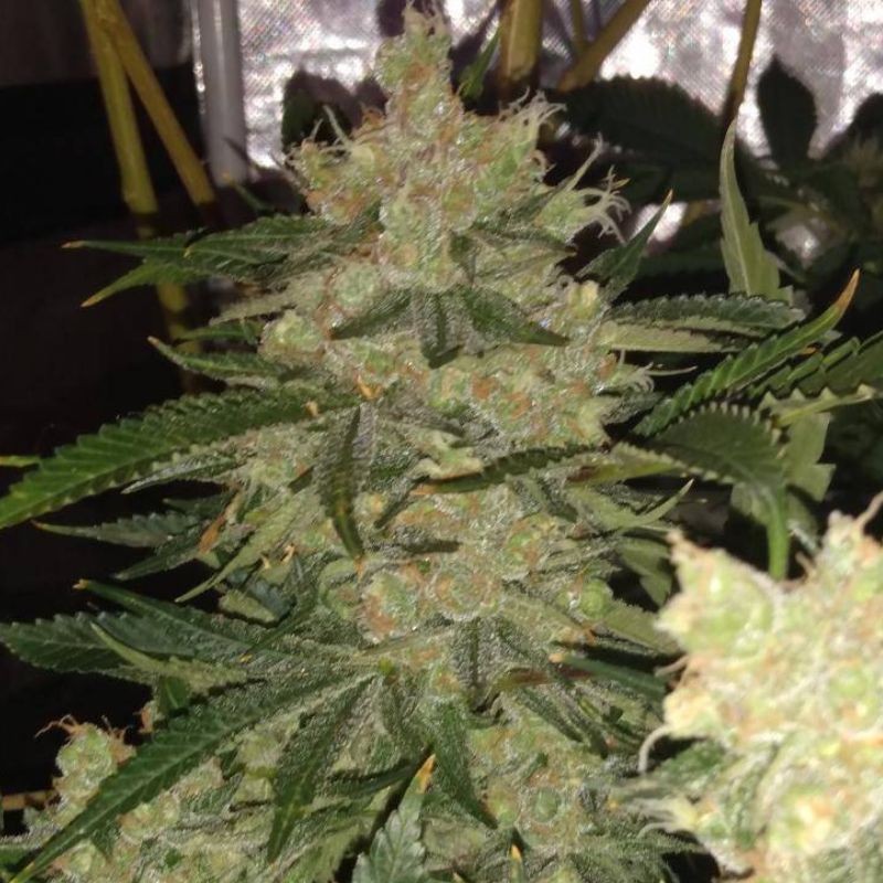 Medyczne nasiona marihuany CBD Kongs Kush - odmiana konopi