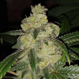 Nasiona marihuany Berries&Cheese - odmiana konopi