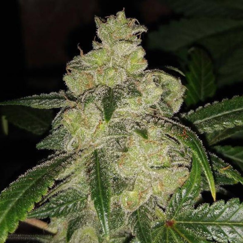 Nasiona marihuany Berries&Cheese - odmiana konopi