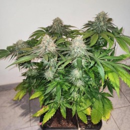 Nasiona marihuany Appleberry - odmiana konopi