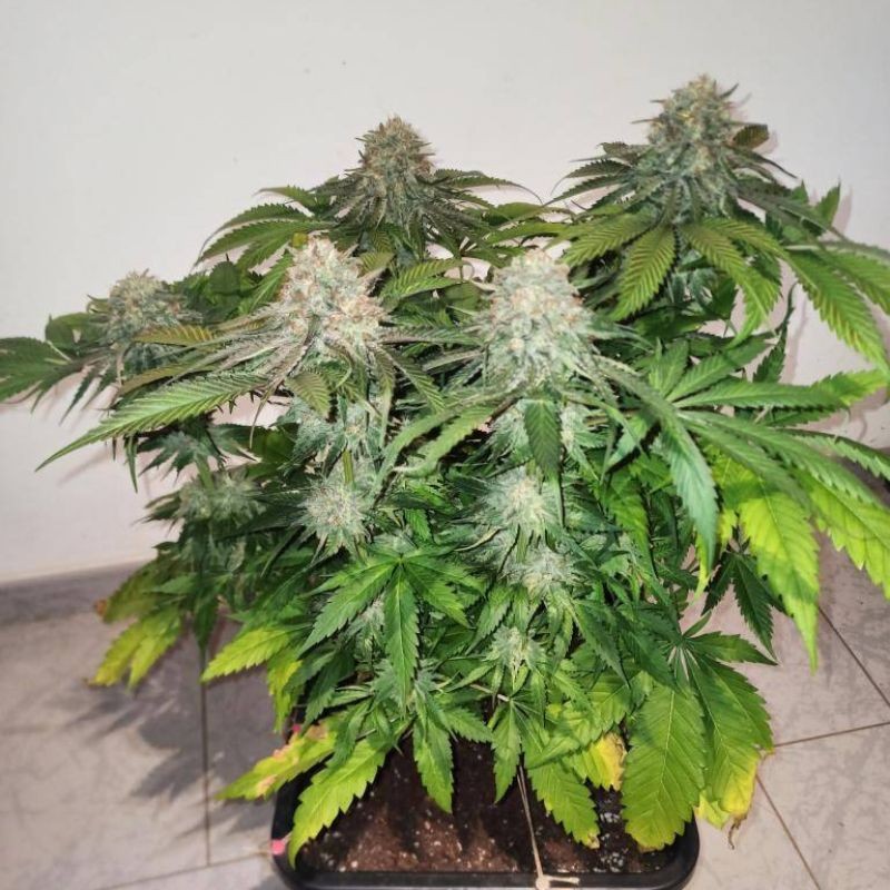 Nasiona marihuany Appleberry - odmiana konopi