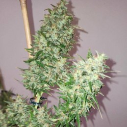 Nasiona marihuany automatyczne Amnesia Ganja Haze Auto - odmiana konopi