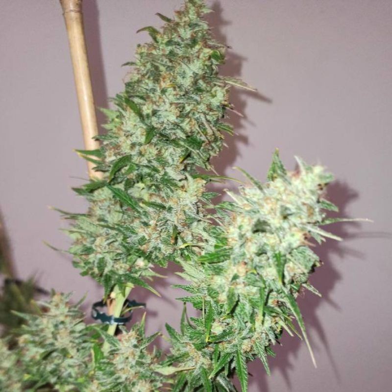 Nasiona marihuany automatyczne Amnesia Ganja Haze Auto - odmiana konopi