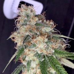 Nasiona marihuany Skunk Kush - opis odmiany konopi