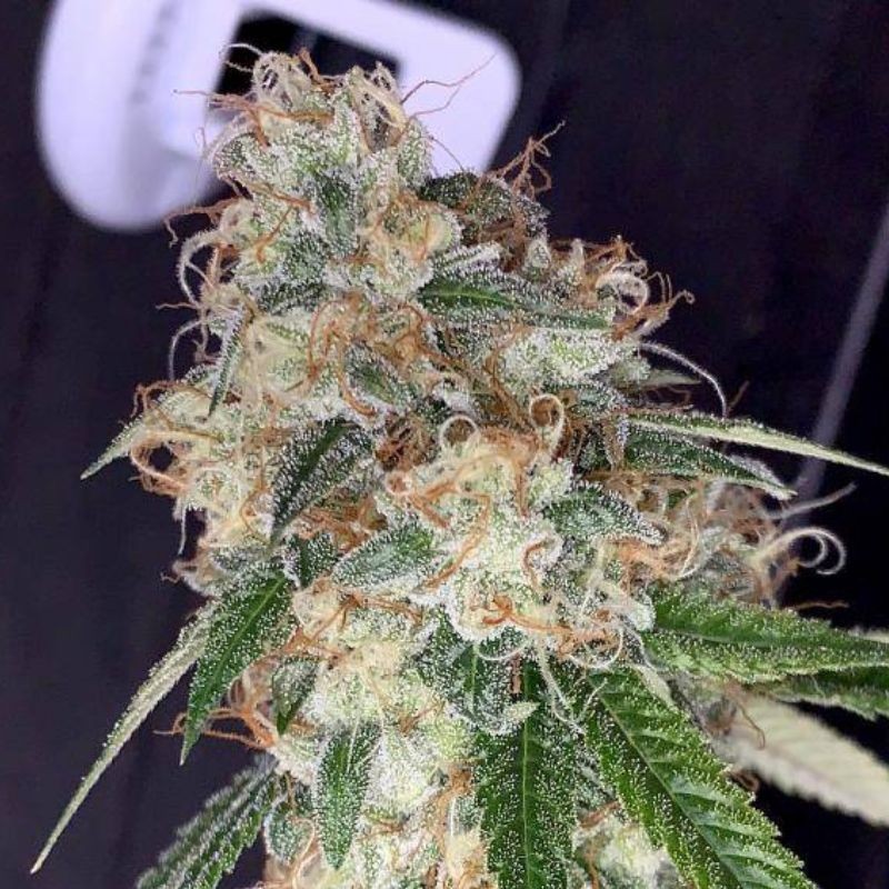 Nasiona marihuany Skunk Kush - opis odmiany konopi