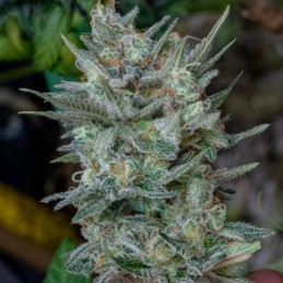 Nasiona marihuany automatyczne Skunk 1 Auto - opis odmiany konopi