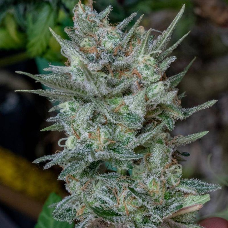 Nasiona marihuany automatyczne Skunk 1 Auto - opis odmiany konopi