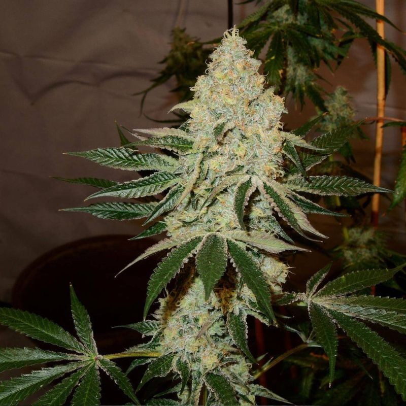 Nasiona marihuany Silver Haze - opis odmiany konopi