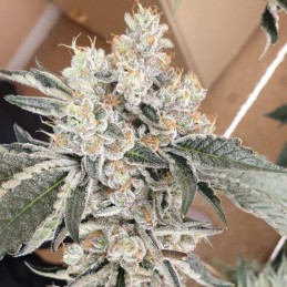 Nasiona marihuany Silver Fire - opis odmiany konopi