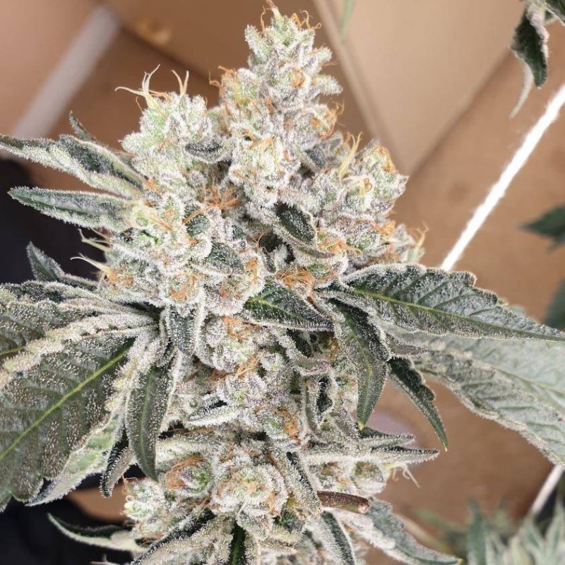 Nasiona marihuany Silver Fire - opis odmiany konopi