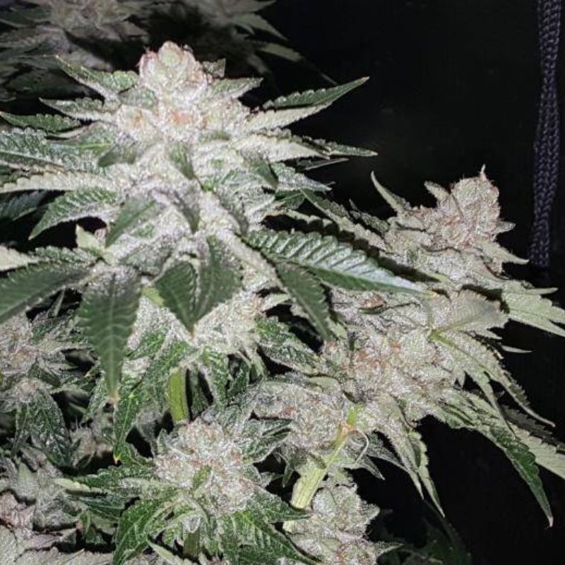 Nasiona marihuany automatyczne Shiva Skunk Automatic - opis odmiany konopi