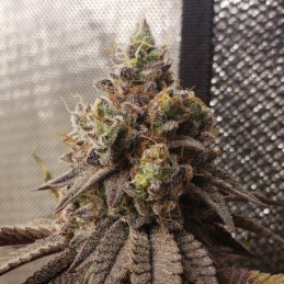 Nasiona marihuany Shiva Skunk - opis odmiany konopi