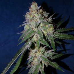Nasiona marihuany automatyczne Sensi Skunk Automatic - opis odmiany konopi