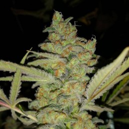 Nasiona marihuany Sensi Skunk - opis odmiany konopi