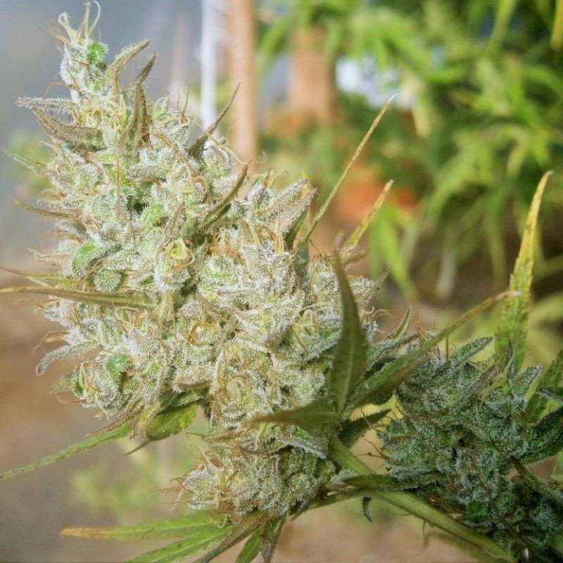 Nasiona marihuany automatyczne Sensi Amnesia Auto - opis odmiany konopi