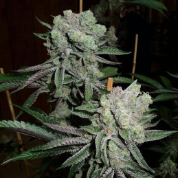 Nasiona marihuany Sensi Amnesia - opis odmiany konopi