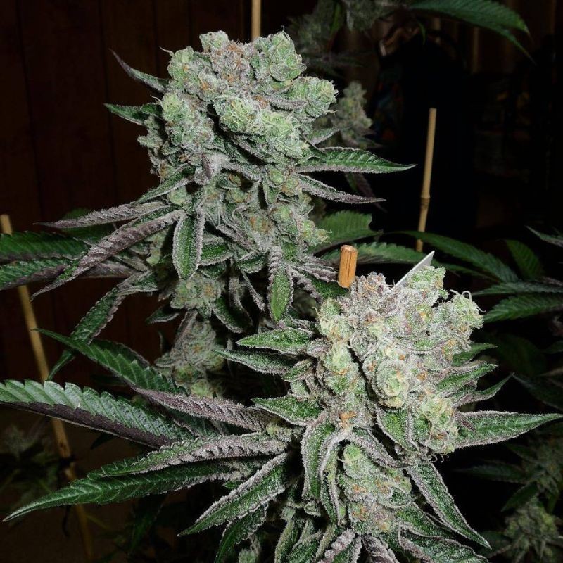 Nasiona marihuany Sensi Amnesia - opis odmiany konopi