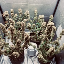 Medyczne nasiona marihuany Satin Black Domina CBD - opis odmiany konopi