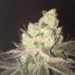 Nasiona marihuany Northern Lights 5 x Haze - opis odmiany konopi