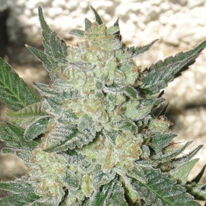 Nasiona marihuany Mexican Sativa - opis odmiany konopi