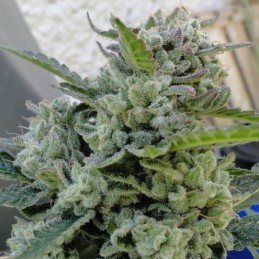 Nasiona marihuany Jamaican Pearl - opis odmiany konopi