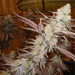 Nasiona marihuany Jack Flash 5 - opis odmiany konopi