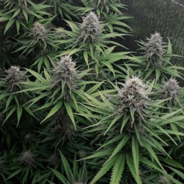 Nasiona marihuany Afghani 1 - odmiana konopi