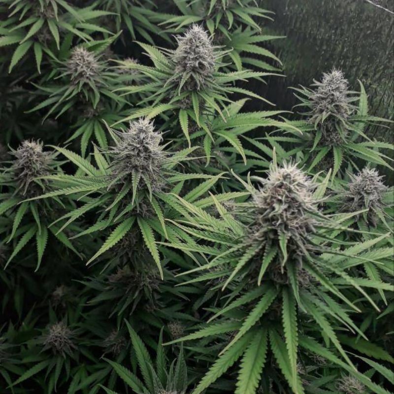 Nasiona marihuany Afghani 1 - odmiana konopi