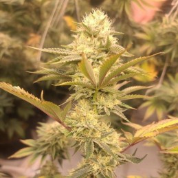 Nasiona marihuany Hindu Kush - opis odmiany konopi